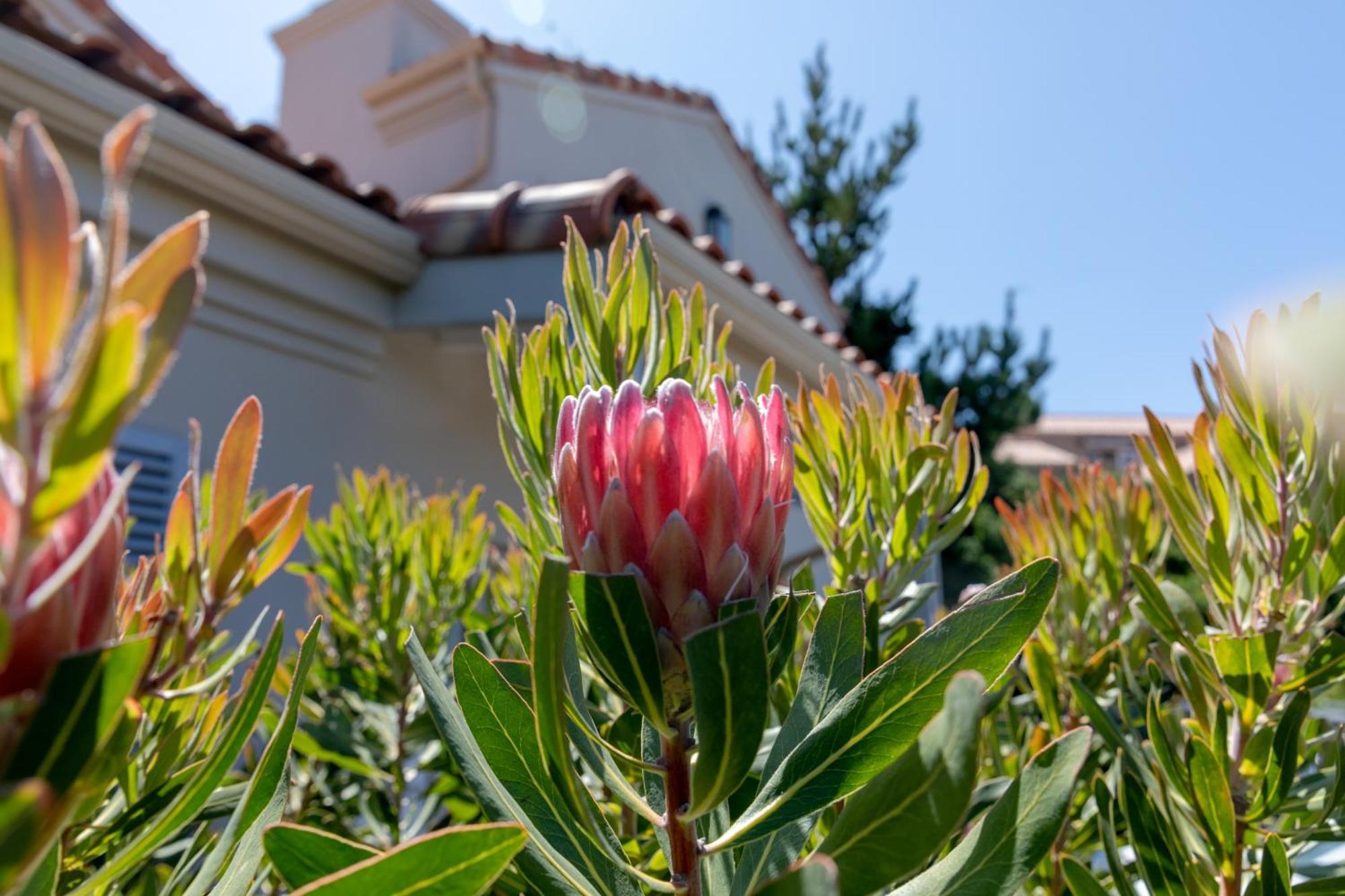Luxe Family Home With Solar Power In Secure Hout Bay Estate ケープタウン エクステリア 写真